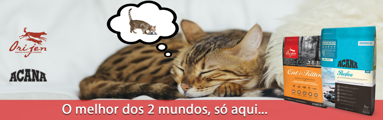 banner gato